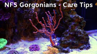 NPS Gorgonians in Your Reef [upl. by Ymorej]