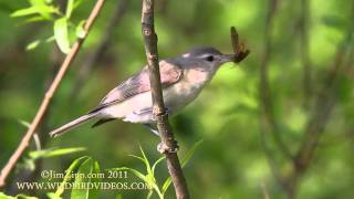 Warbling Vireo singing and eating moth [upl. by Aisyle812]