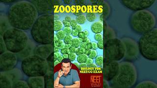 What are Zoospores Zoospore Formation In Algae  Asexual Reproduction neet ncertbiology science [upl. by Ejroj]