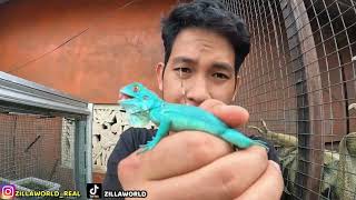 MENETAS BLUE IGUANA PLUS MINUS PELIHARA BLUE IGUANA [upl. by Zere]