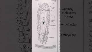 endothelium diagram  embryo sac endotheliumtrendingmegasporangiumviral [upl. by Allets]