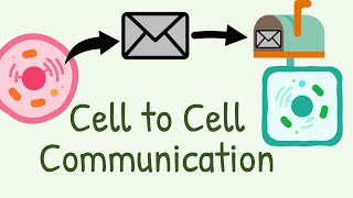 Cell to Cell Communication  Types of signaling [upl. by Handler]