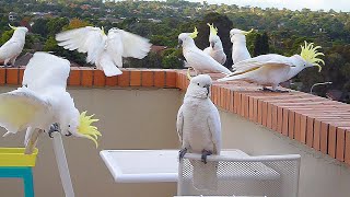 Magnificent Wild Cockatoo Courtship Behavior [upl. by Had593]