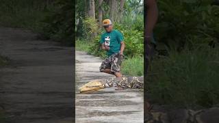 Funny snake prank piton raksasa paling lucu ngakak🤣 shorts prank funny funnyvideo funnyshorts [upl. by Shaeffer]