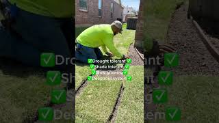 Transform Your Yard with Zoysia Grass [upl. by Sheryl360]