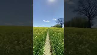 Spacious Garden 🥦 amazingview amazing garden shorts short shortvideo viral viralvideo [upl. by Nehcterg]