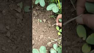 Pegging stage in groundnut  pod formation in groundnut agri groundnut agriculture farming [upl. by Darcee908]