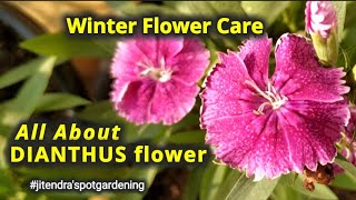 How to grow and care Dianthus flower All about Dianthus flower Complete guide for Dianthus flower [upl. by Cassandra]