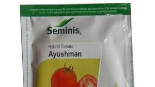 seminis ayushman tomato 🍅 सेमिनिस आयुष्मान टमाटर  seminis company seeds [upl. by Goldsworthy]