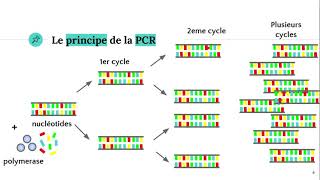 La technique PCR Polymerase Chain Reaction ðŸ§ª [upl. by Sander]