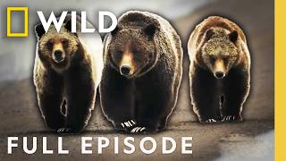 Killer Claws Clash of the Bears Full Episode  When Predators Attack [upl. by Chico]