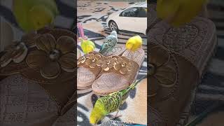 Budgies Playing with sandals [upl. by Leinoto]