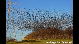 Starlings Mesmerizing Murmurations in Southwest Ohio [upl. by Pitzer]