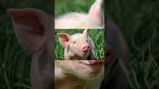 The Brave Little Pigs Jungle Adventure youtubeshorts shortvideo shortviral shortfeed shorts [upl. by Wolfie541]