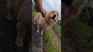 Mr Luby eating grass😂 goldenretriever doglover [upl. by Orihakat670]