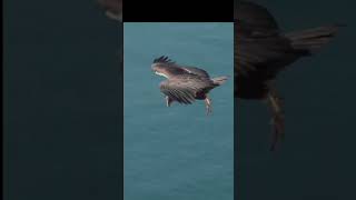 Eagle 🦅 wings power viral youtubeshorts birds [upl. by Warrenne]