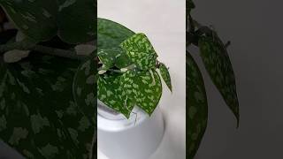 Scindapsus Pictus Haask Snake Scale scindapsuspictus scindapsus indoorplants rareplants [upl. by Anirb491]