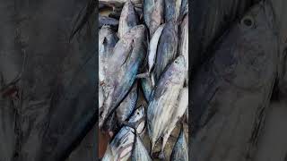 മൂന്ന് കിലോ tuna മീനിന് വെറും 100 രൂപ shortvideo fishing tuna [upl. by Micro]