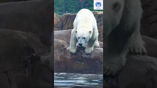 Polar bear catching fish  02 😱😱  🌟🌟 Animals action moment 0024 🌟🌟 polarbear animals bear [upl. by Ordisi183]