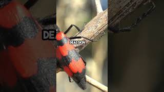 Cantharidin Natures Wart Buster theinsectchannel insect facts science cantharidin nature [upl. by Onateyac]