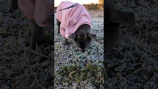 First time seeing frosted over grass for the year 🤪 bluestaffy dog englishstaffy [upl. by Ilrak]