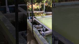 Running test sieve filter system  Kolam beton sistem RAS  Chamber filter pake wiremesh 100 [upl. by Adnah]