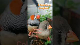 What is the meaning of finch shortcuttv1320 [upl. by Adham160]