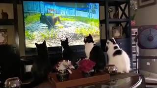 Cats Watching TV [upl. by Mulac]