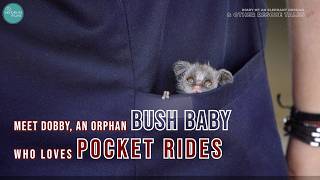 Meet Dobby the bush baby who loves pocket rides animalrehabilitation [upl. by Stila]