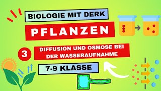 Pflanzen  3  Diffusion und Osmose bei der Wasseraufnahme  7  9 Klasse [upl. by Silecara]