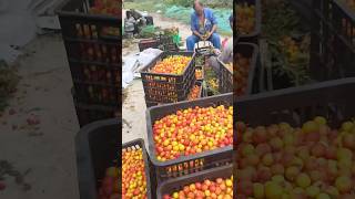 Interesting Red Plum Harvesting satisfying RomFarm [upl. by Dimphia]