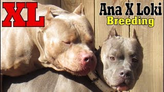 American Bully Kennel Anacaona XL Champ Loki Breeding First Lock No Ai XL Pitbulls Breeders [upl. by Chloras]