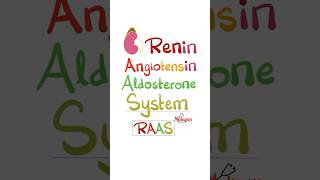 Renin Angiotensin Aldosterone System RAAS anatomy physiology biology nurse doctor mbbs [upl. by Winnah130]