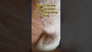 So lakas ng hangin muntik na liparin ang aso shortvideo hanging hurricane [upl. by Ojeibbob614]