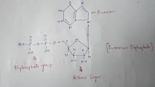 NUCLEOTIDES  CLASSIFICATION  STRUCTURES  BIOTECHNOLOGY  BY PHANINDRA GUPTHA [upl. by Ecitnirp704]