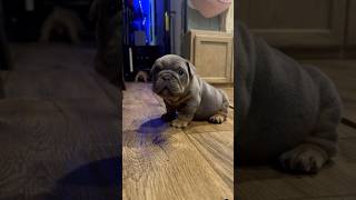 bulldog frenchbulldog puppy bulldogsofig frenchie bulldogslife dog ambulldog bulldogfamily [upl. by Dent]