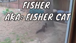 Wow Fisher AKA Fisher Cat Totem Animal [upl. by Patrich]