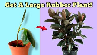 7 ESSENTIAL Rubber Plant Care Tips  You Should NOT MISS Ficus Elastica [upl. by Trillby51]