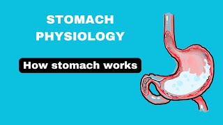 Stomach structure stomach physiology part1 stomach notes in hindi [upl. by Cote572]