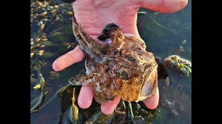 A RARE FIND  Baby Angler fish caught by hand [upl. by Rayford924]