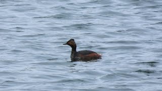 Blacknecked Grebe oxonbirdingblogspotcouk [upl. by Longmire]