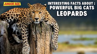 Leopard Facts For Kids [upl. by Connell]