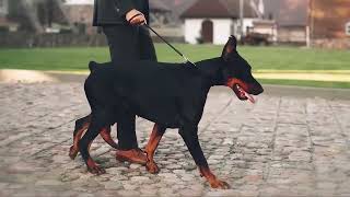 Doberman Pinscher  The Best Guard Dog Breed [upl. by Drauode459]