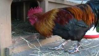 quotAs The Egg Turnsquot Hen House Drama Black Copper Marans Chickens [upl. by Atsirt]