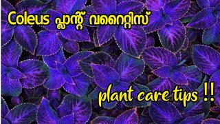 Coleus plant varieties and care tips Malayalam  Kannadi chedi [upl. by Adyht]