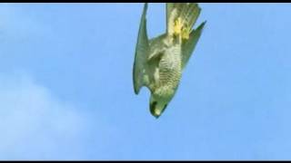 Pigeon vs Peregrine Falcon  Animals The Inside Story  BBC [upl. by Akinajnat279]