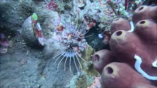 SEA TURTLE SEASON SCUBA DIVING AT EAGLE POINT ANILAO BATANGAS [upl. by Dumm]