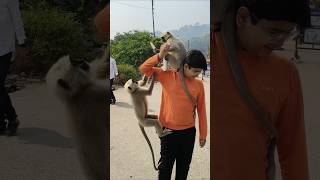 Ham icecream khane nahi denge  sararati baby langur [upl. by Kalie]