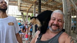 Monkey Hangout Roatan Honduras 2022 [upl. by Noir]