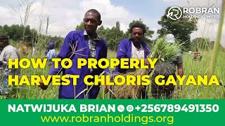 HOW TO PROPERLY HARVEST CHLORIS GAYANA ll Natwijuka Brian 256789491350 [upl. by Esilahs]